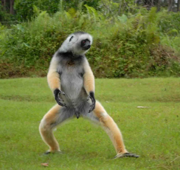 马达加斯加狐猴 SIFAKA