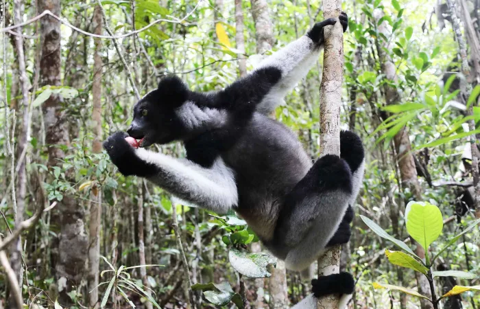 大狐猴 indri indri