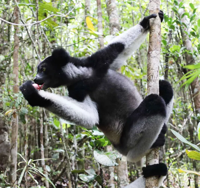 大狐猴 indri indri