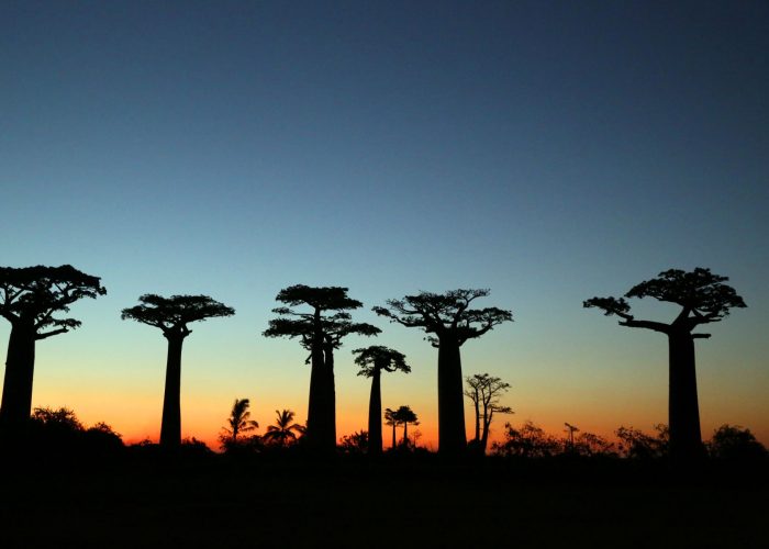 穆隆达瓦猴面包树大道