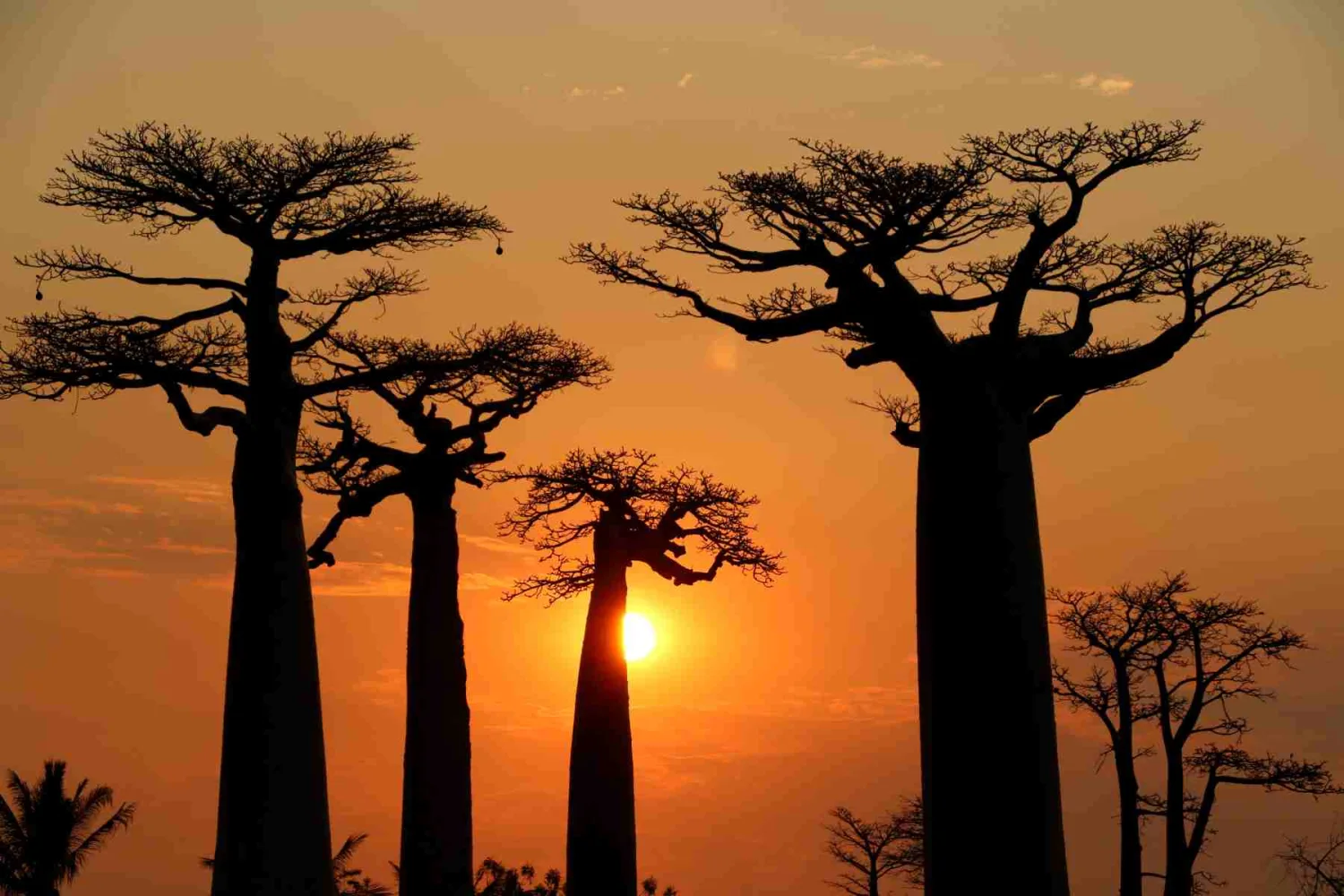 穆隆达瓦猴面包树大道日落