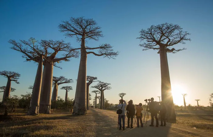 穆隆达瓦猴面包树大道日出