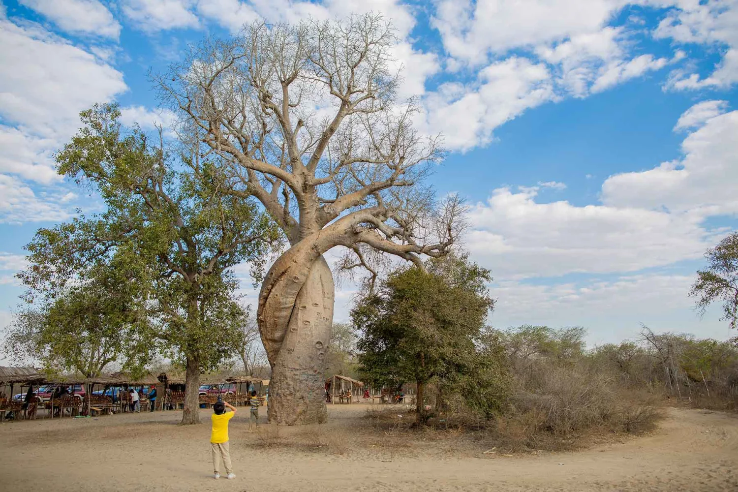 马达加斯加猴面包树