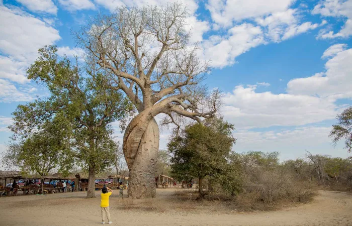 马达加斯加猴面包树