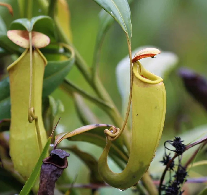 Palmarium Reserve