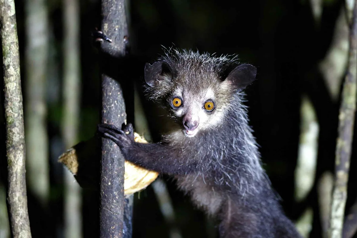 Aye Aye 指狐猴