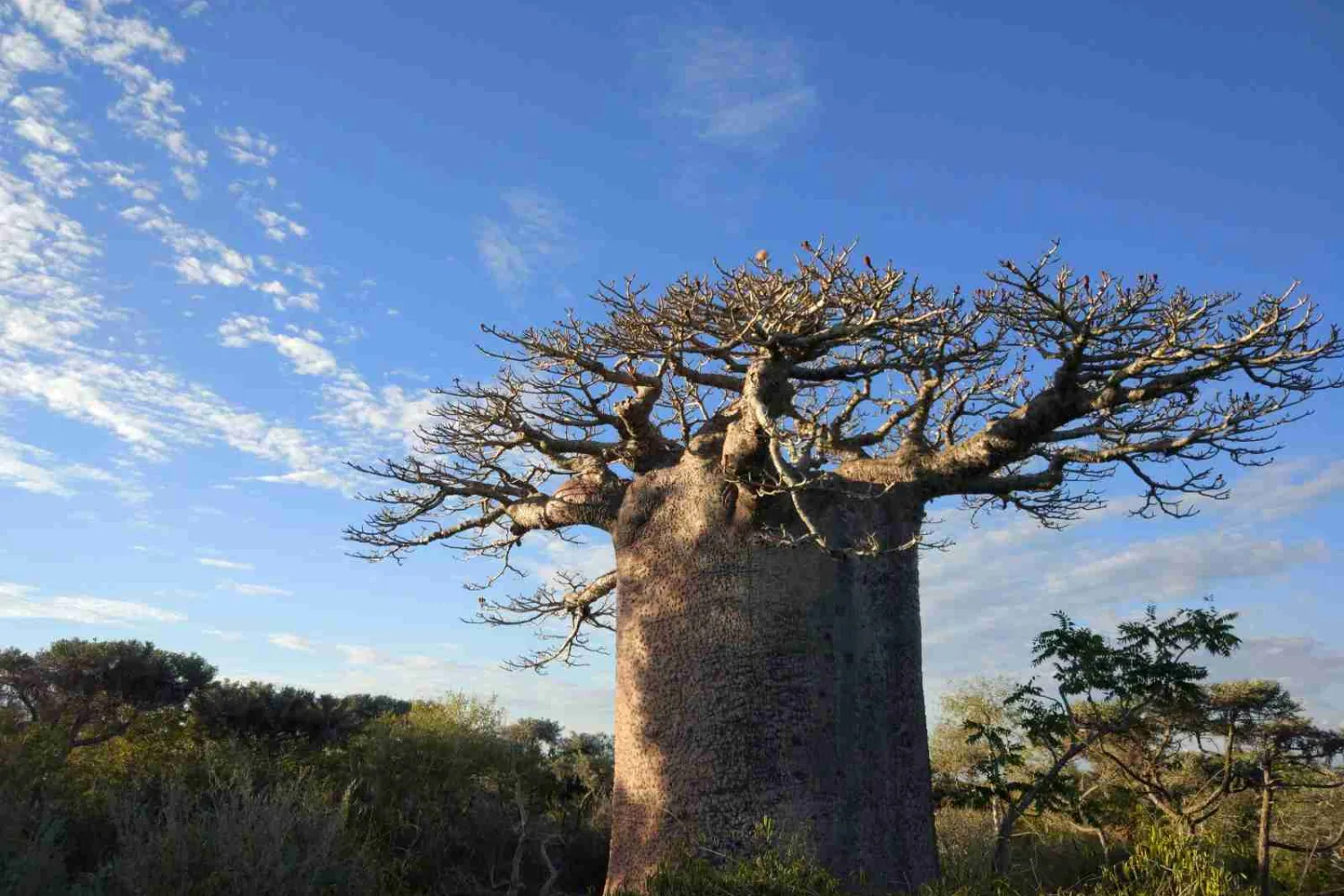 图利亚拉 Mikea 国家公园