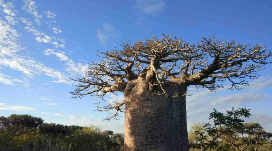 图利亚拉 Mikea 国家公园