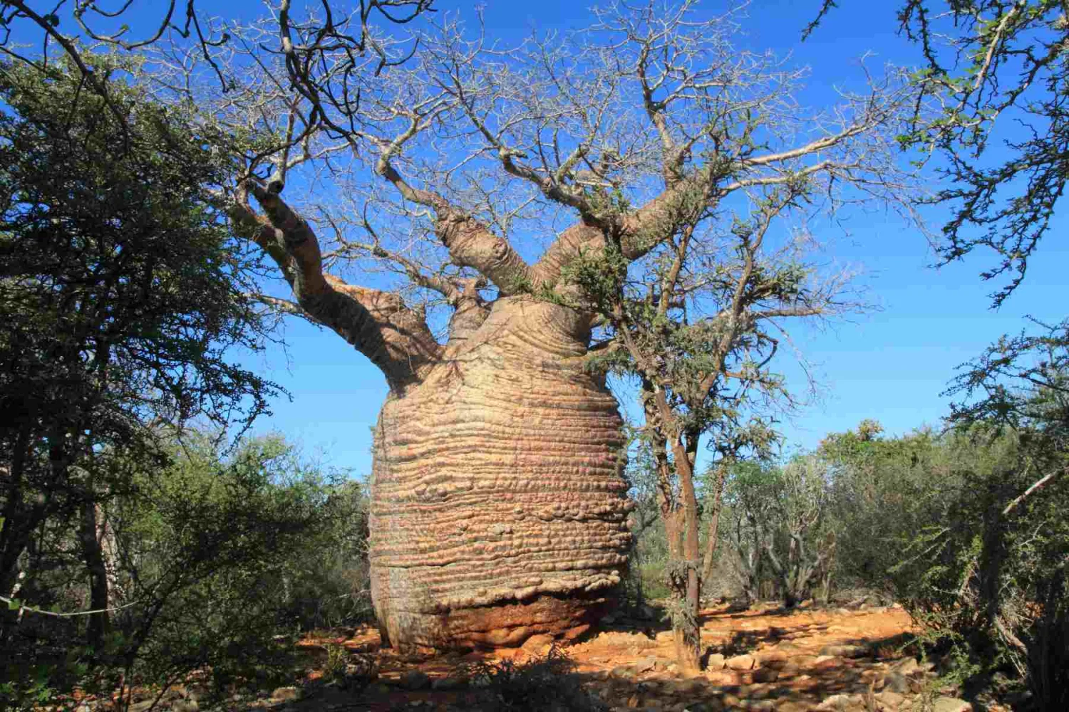 齐马南佩楚察国家公园 Tsimanampetsotsa National Park