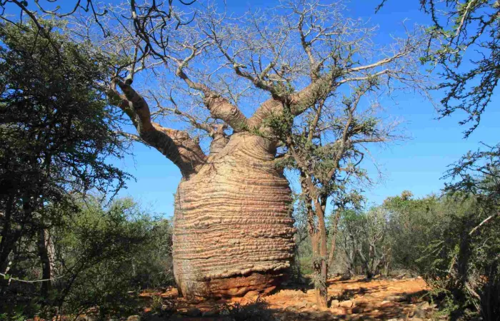 齐马南佩楚察国家公园 Tsimanampetsotsa National Park