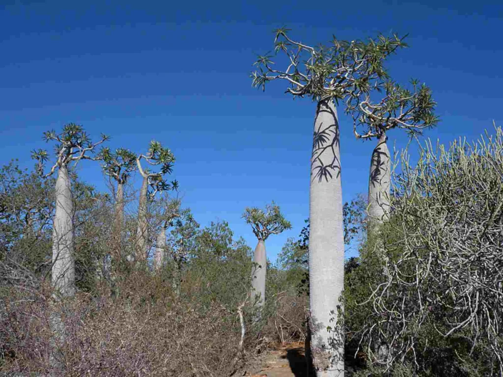 齐马南佩楚察国家公园 Tsimanampetsotsa National Park