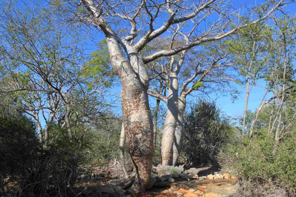 齐马南佩楚察国家公园 Tsimanampetsotsa National Park