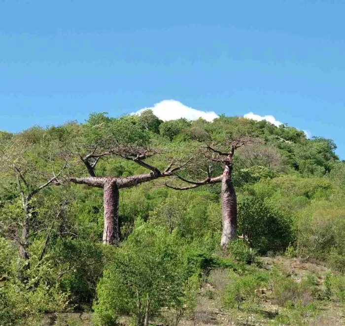 琥珀山国家公园 Amber Mountain National Park