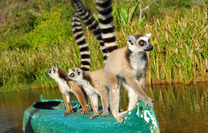 马达加斯加狐猴