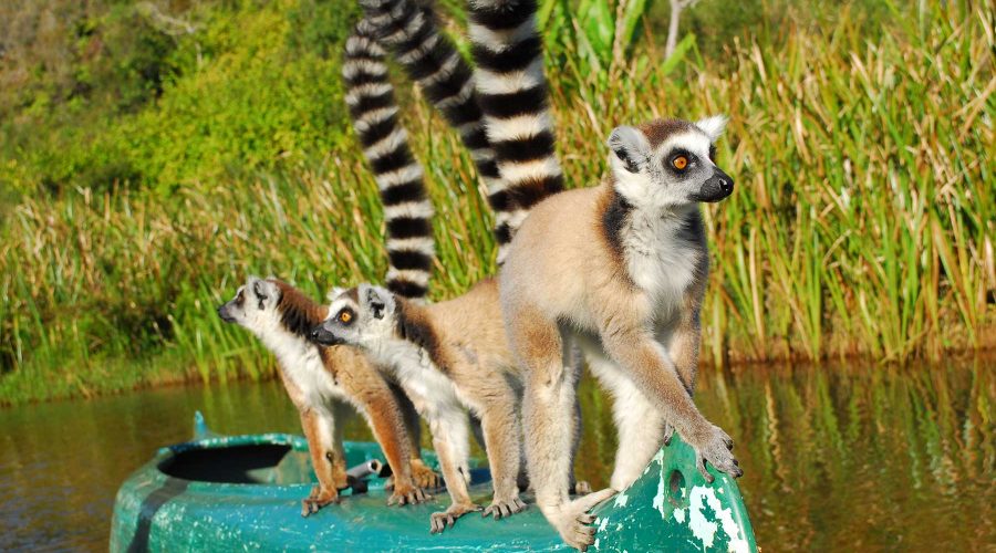 马达加斯加狐猴