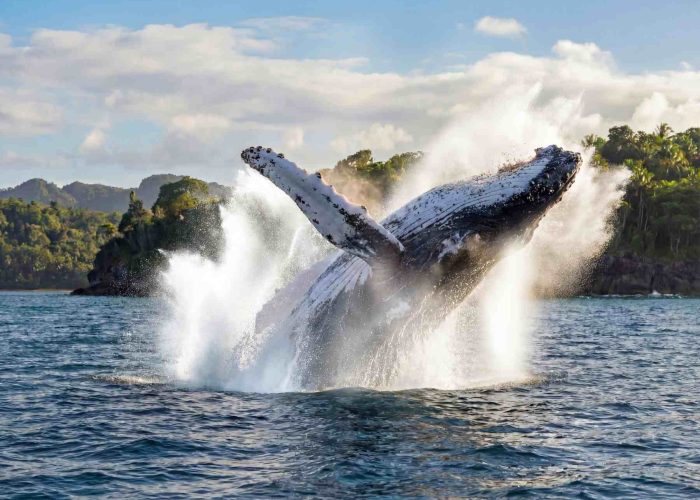 马达加斯加观鲸最佳季节和地点