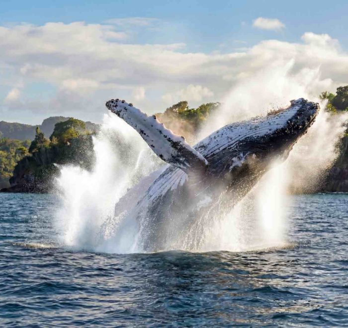 马达加斯加观鲸最佳季节和地点